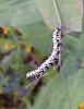 Cucullia lactucae